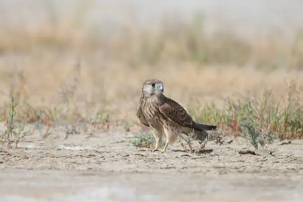 stock image A young female common kestrel (Falco tinnunculus) is photographed very close-up, sitting on the sand in a thicket of saltwort and staring at the photographer. Detailed photo of the bird's plumage