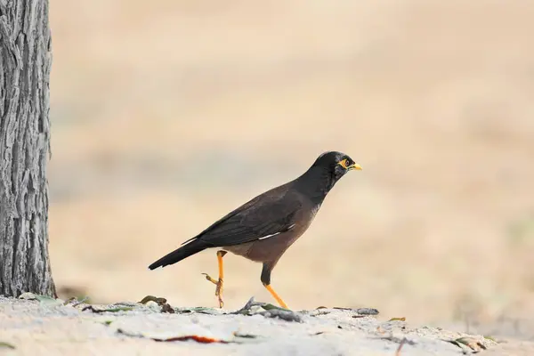 stock image Close-up photo of a common myna or Indian myna (Acridotheres tristis) walking on the sand near a beach