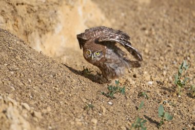 Küçük baykuş yuvasının yakınlarında çekilmiş.