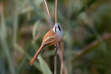 Erkek ve dişi sakallı asalaklar (Panurus biarmicus), sazlık dallarında tek başlarına, tek başlarına fotoğraf çektiler.