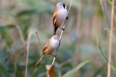 Erkek ve dişi sakallı asalaklar (Panurus biarmicus), sazlık dallarında tek başlarına, tek başlarına fotoğraf çektiler.