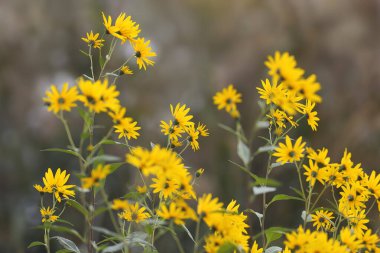 Kudüs enginarı (Helianthus tüberosus) çiçekleri bulanık bir arkaplana yakın çekim yapar.