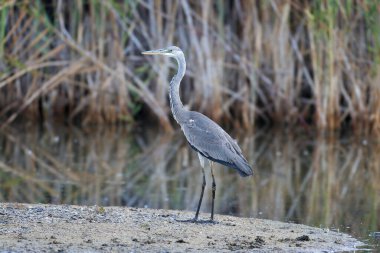 Kış tüylü yetişkin bir balıkçıl göldeki küçük bir adada dikilirken fotoğraflanır.