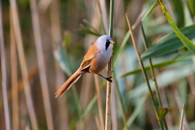 Erkek ve dişi sakallı asalaklar (Panurus biarmicus), sazlık dallarında tek başlarına, tek başlarına fotoğraf çektiler.