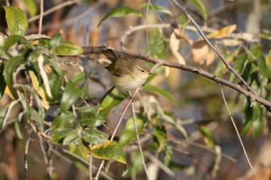 Migrant common chiffchaff (Phylloscopus collybita) photographed on a bush of narrow-leaved oleaster in its natural habitat clipart