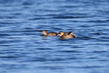 İki küçük yunus (Tachybaptus ruficollis), kışın mavi sularında yüzer ve yakından çekilir.