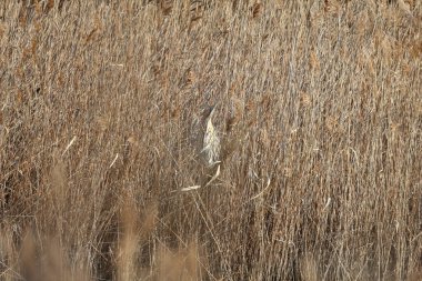 Yetişkin bir Avrasya üzümü (Botaurus stellaris), bir kanalın kıyısında avını beklerken bir sazlığın üzerinde yakın plan çekilirken görüntülenir. Mükemmel taklit.