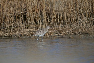 Yetişkin Avrasya kıvırcığı (Numenius arquata) kış tüylerinde, bir haliçteki buzun üzerinde yakın plan çekilir ve bir kanalın kıyısında yiyecek ararken görüntülenir.