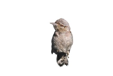 Yetişkin bir Avrasyalı boğucu (Jynx torquilla) doğal ortamında yakından fotoğraflanmıştır. Beyaz arka planda ince dallarda yaşayan bir kuş.