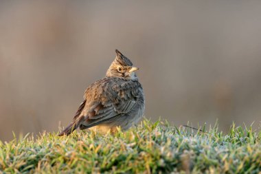 Yetişkin bir tarlakuşu (Galerida cristata) yumuşak sabah ışığında çimenli bir tepecikte oturur.