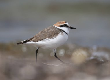 Anarhynchus alexandrinus), bir nehir kıyısındaki kumun üzerinde yürüyen kuş tüyünün yakın plan görüntüsü.