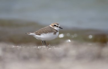 Anarhynchus alexandrinus), bir nehir kıyısındaki kumun üzerinde yürüyen kuş tüyünün yakın plan görüntüsü.