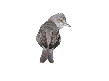 Yetişkin erkek ve dişi ötleğen kuşu (Curruca nisoria) üreme tüyleri ile beyaz arka planda izole edilmiş çiçekli bir gül çalı üzerinde yakın çekim yapar..