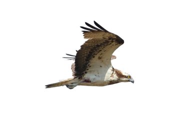 Uçuşta Osprey beyaz arkaplanda izole edildi