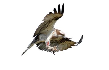 Yaralı pençeli Osprey, beyaz arka planda izole edilmiş büyük ve keskin dikenli bir ağaca oturur.