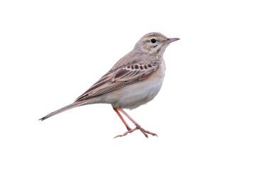 Tawny pipit 'in (Anthus campestris) yakın çekim ve detaylı fotoğrafı beyaz arkaplanda izole bir kayanın üzerinde bulunur.