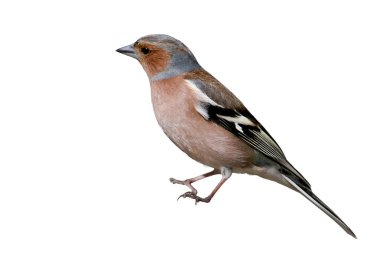 Papatya ağacının portresi. Kılavuzu tanımlamak için kuşların kullanılması mümkündür..