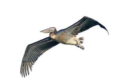 Uçuştaki genç beyaz pelikan beyaz arka planda izole edildi