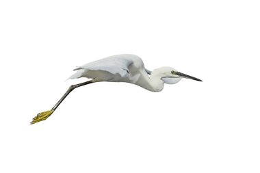 Sabah uçarken çekilmiş küçük bir balıkçıl beyaz arka planda izole edilmiş su.