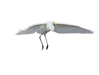 Büyük Akbalıkçıllar mavi sulara, diğer kuşların yanına inerler ve onlara yakın olanlar beyaz arka plandadır.