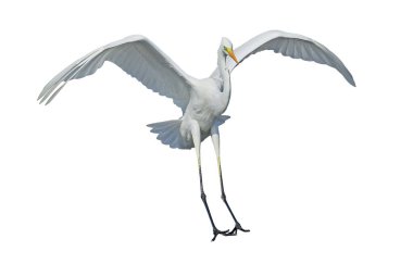 Büyük Akbalıkçıllar mavi sulara, diğer kuşların yanına inerler ve onlara yakın olanlar beyaz arka planda izole olurlar.