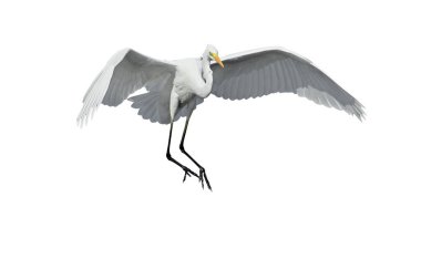 Büyük Akbalıkçıllar mavi sulara, diğer kuşların yanına inerler ve onlara yakın olanlar beyaz arka plandadır.