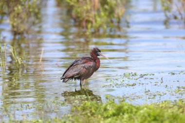 Üreme tüylerinde tek ve grup ışıltılı aynalar (Plegadis falcinellus), yeşil çimlerin üzerindeki göl kıyısında yakın plan çekimlerdir.