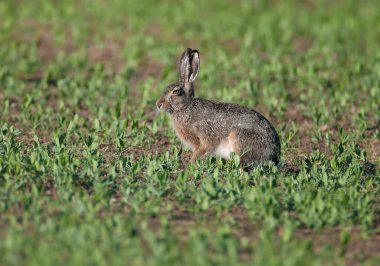 Bir ve bir çift Avrupa tavşanı (Lepus europaeus) yeşil çimlerin üzerinde otururken yakın plan çekilirken fotoğraflanır.