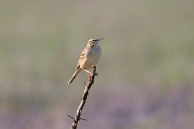 Yetişkin bir tawny pipit (Anthus campestris) bulanık arka planı olan bir dalda otururken yakın plan fotoğrafını çekti