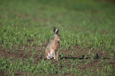 Bir ve bir çift Avrupa tavşanı (Lepus europaeus) yeşil çimlerin üzerinde otururken yakın plan çekilirken fotoğraflanır.