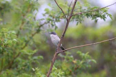 Yetişkin bir beyaz boğaz (Curruca curruca) doğal ortamında kuru bir dalın üzerine tünemiş tüyler üretir.