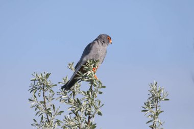 Yetişkin bir erkek kızıl ayaklı şahin (Falco vespertinus) mavi gökyüzüne karşı gümüş bir geyiğin tepesine tünemiş tüyler içinde.