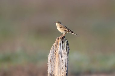 Yetişkin bir tawny pipit (Anthus campestris) bulanık arka planı olan bir dalda otururken yakın plan fotoğrafını çekti