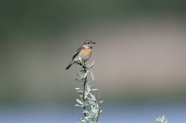 Avrupalı bir kadın taşkakan (Saxicola rubicola), bulanık yeşil arka planda ince bir dala tünemiş doğal habitatında fotoğraflanmıştır.