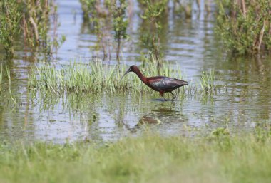 Üreme tüylerinde tek ve grup ışıltılı aynalar (Plegadis falcinellus), yeşil çimlerin üzerindeki göl kıyısında yakın plan çekimlerdir.