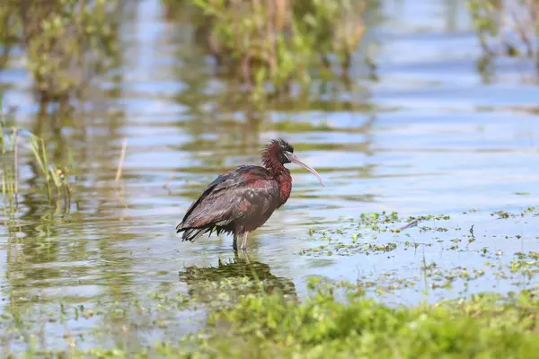 Üreme tüylerinde tek ve grup ışıltılı aynalar (Plegadis falcinellus), yeşil çimlerin üzerindeki göl kıyısında yakın plan çekimlerdir.