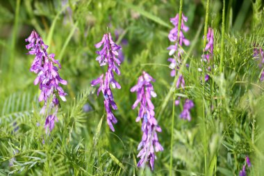 Vicia (Vicia orobus) bir tarlada parlak yeşil çimlerin arka planına yakın çekim alındı