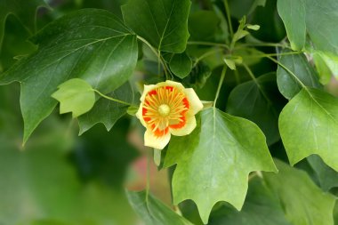 Liriodendron lalesinin alışılmadık çiçekleri ya da farklı açılardan ve açılardan çekilmiş lale ağacı