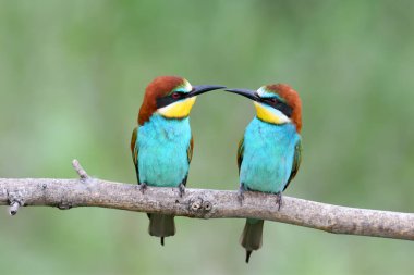 Üreme tüylerinde bir çift arı yiyici (Merops apiaster), bulanık ve alışılmadık bir arka plana yakın plan çekilir