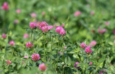Taze yeşil çimlerle çevrili bir kırmızı yonca (Trifolium pratense) çalısı.