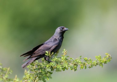 Yetişkin bir batılı karga (Coloeus monedula) bulanık bir arka plana karşı ince bir gül dalına tünemiş ve uçuyordu.