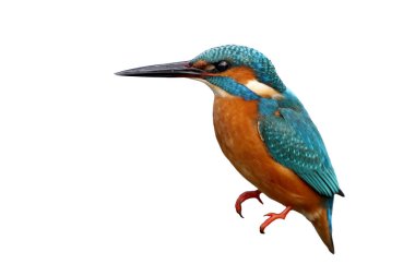 Beyaz arkaplanda izole edilmiş kimlik için genel Kingfiser portresi