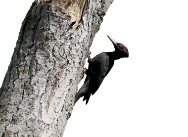 Siyah ağaçkakan (Dryocopus martius) beyaz arka planda izole bir ağaçta oturur.