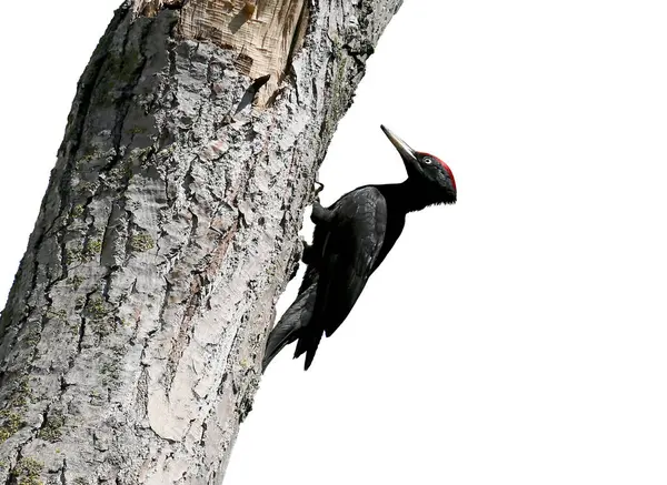 Siyah ağaçkakan (Dryocopus martius) beyaz arka planda izole bir ağaçta oturur.