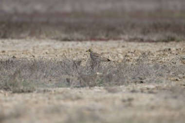 Tek ve çift taş bukleli (Burhinus oedicnemus) doğal ortamlarında yakın çekim altında yakalanır.