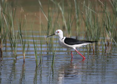 Üreme tüylerinde bulunan siyah kanatlı stilt (Himantopus himantopus) bir dere kıyısında yakın plan fotoğraf çekilmiştir.