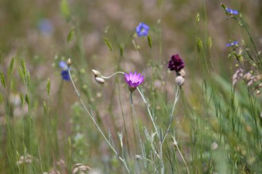 Çimenlerin ve mavi keten çiçeklerinin arasında bir dağ yamacında top başlı soğan çalılıkları (Allium sphaerocephalon)