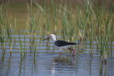 Üreme tüylerinde bulunan siyah kanatlı stilt (Himantopus himantopus) bir dere kıyısında yakın plan fotoğraf çekilmiştir.