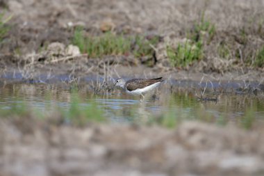 Tek ve çift yeşil çulluk (Tringa ochropus) bir akarsuyun kıyısında yakın plan çekilmiş.