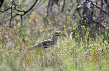 Tek ve çift taş bukleli (Burhinus oedicnemus) doğal ortamlarında yakın çekim altında yakalanır.